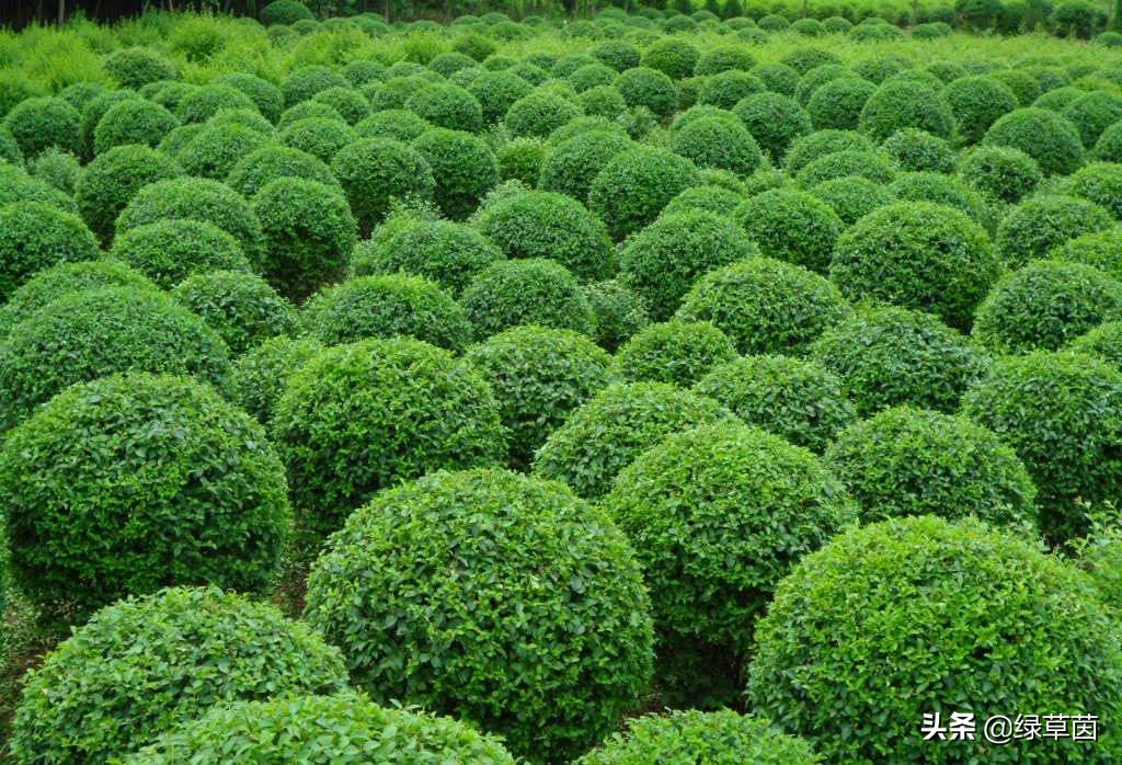 小叶女贞绿篱造型方式,小叶女贞做绿篱一般一平方多少棵