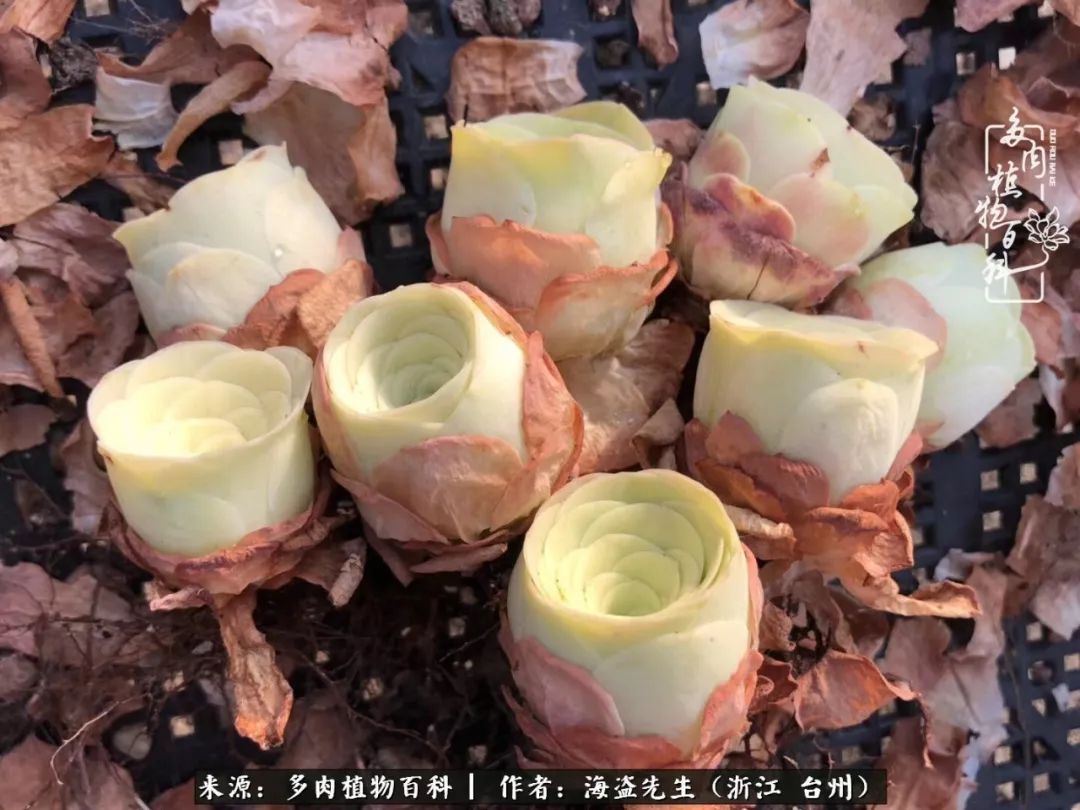 独具魅力的黄玫瑰,黄玫瑰这么美的风景惊艳到你了吗