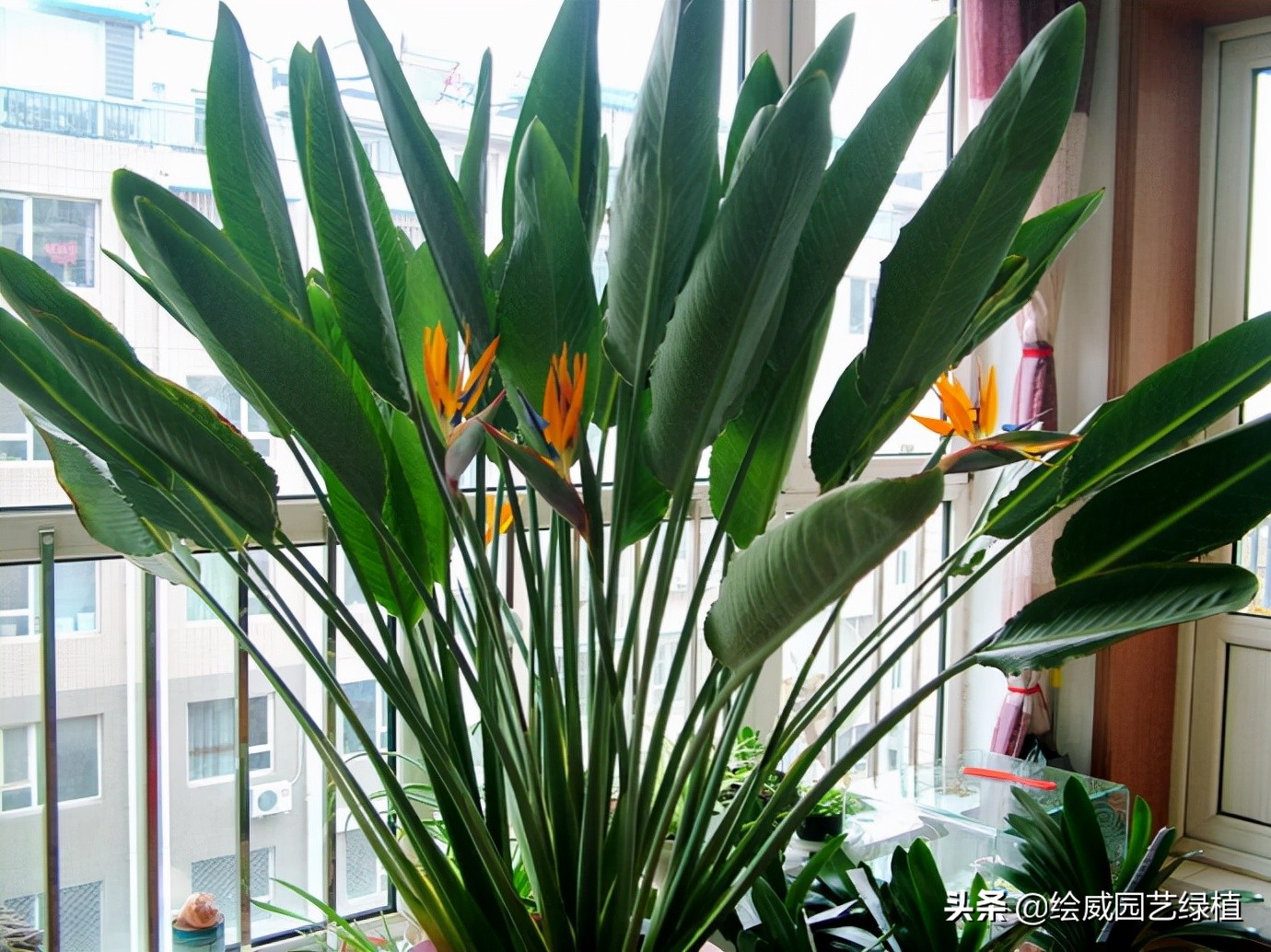 天堂鸟简单养护方法和注意事项,天堂鸟绿植黄叶卷边有虫怎么办