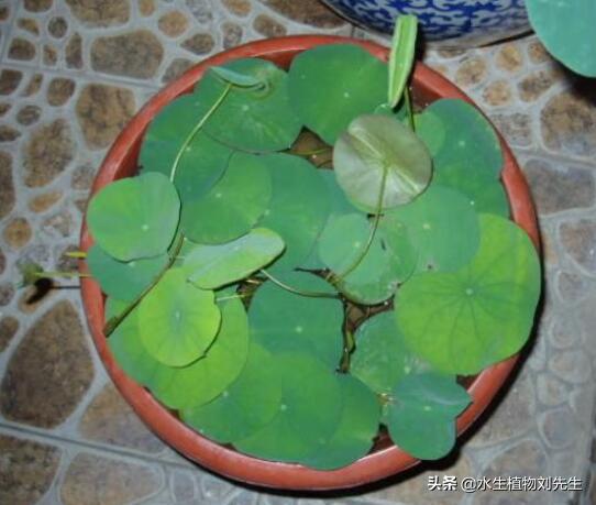 用莲子种的荷花第一年能结藕吗,用莲子盆栽荷花怎么种