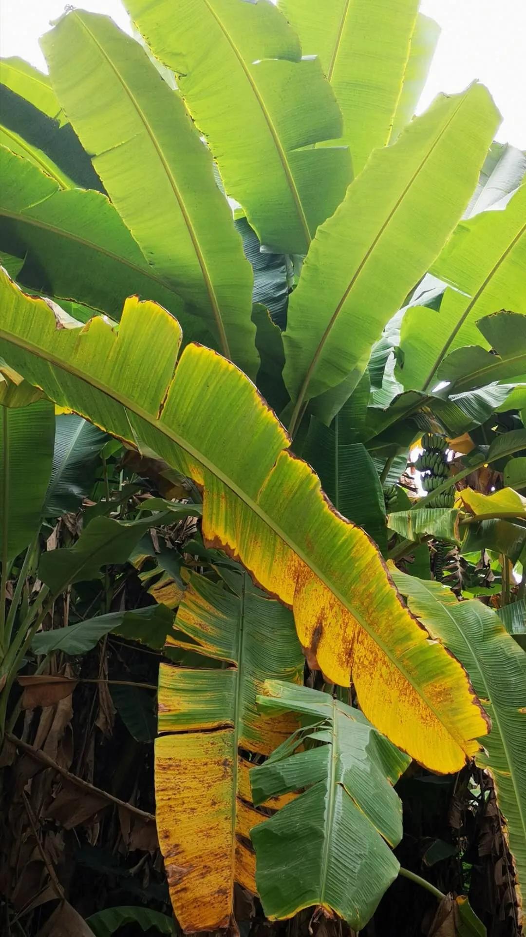 云山诗意一期,云山诗意满汉全席