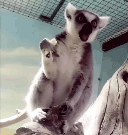 郑州奥林匹克公园萌宠乐园,郑州萌宠乐园长什么样子