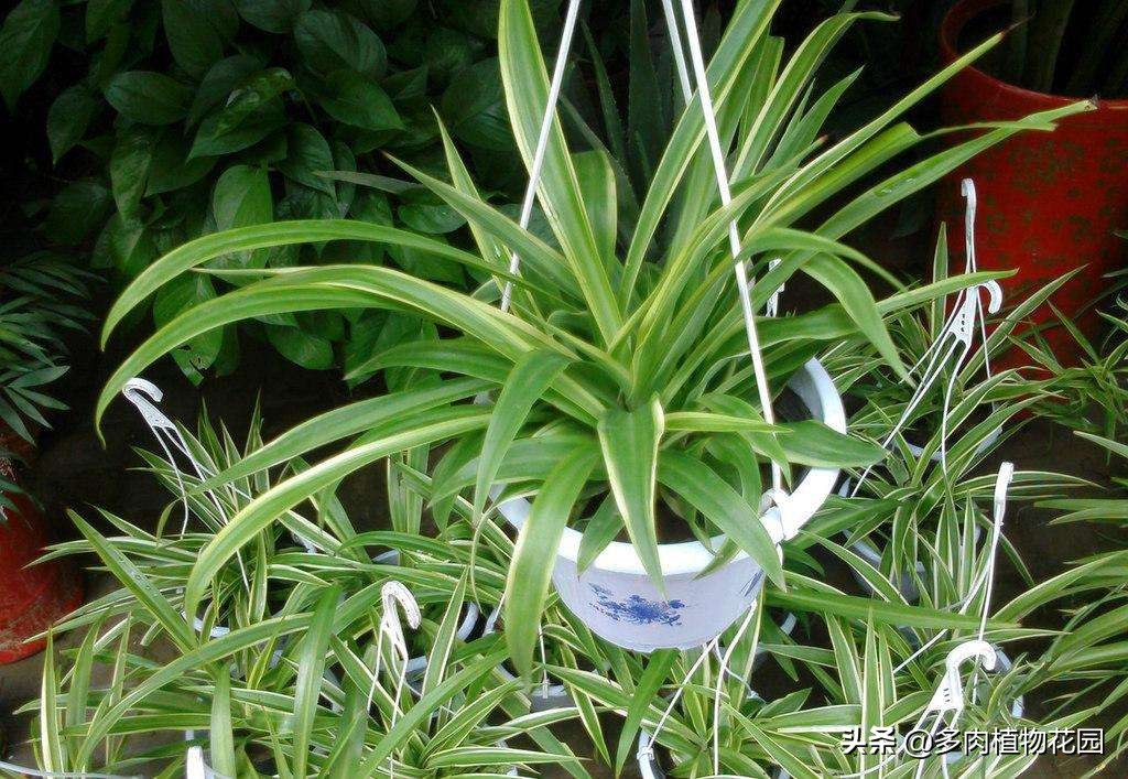 吊兰叶尖焦枯怎么修剪,虎皮吊兰叶尖发干是什么原因