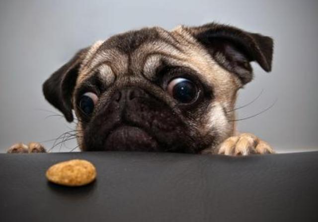 巴哥犬优缺点有哪些,忧郁巴哥