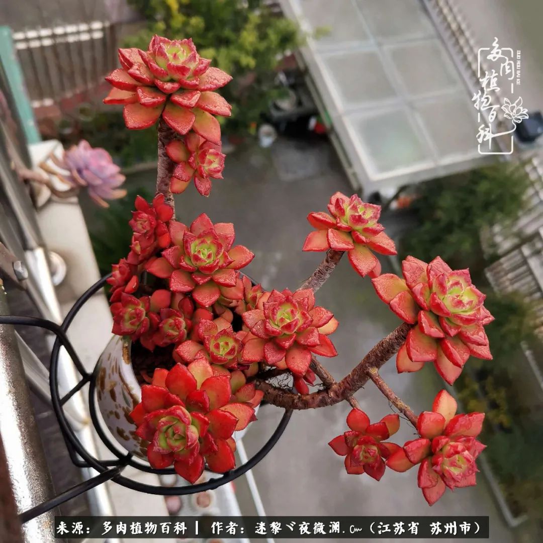 围观多肉版武林大会，一起穿越吧,下