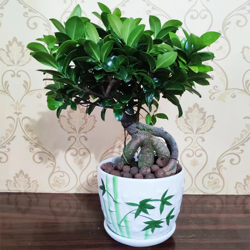 榕树大叶榕,高山榕大叶榕树怎么养殖