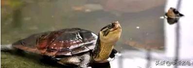 新手养龟快速入门教程,石金钱龟冬天怎么养新手必看