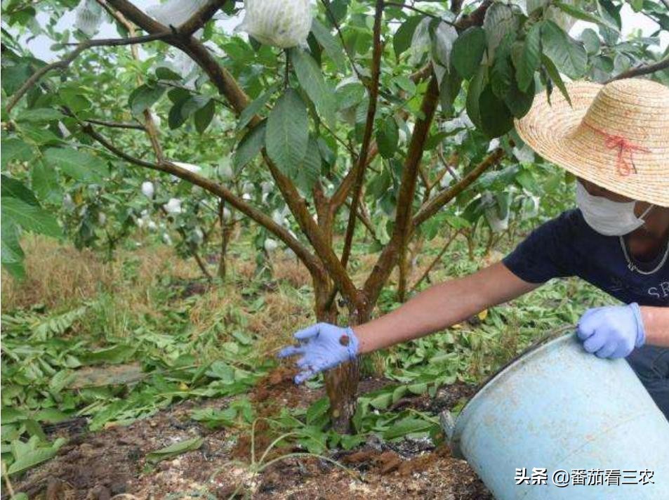 番石榴挂果次数少是什么原因,番石榴膨果期管理技术