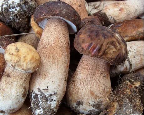 捡蘑菇云南常见野生菌,云南野干蘑菇