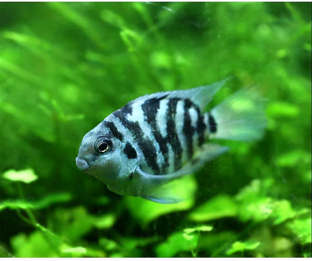 十大适合新手养的小型观赏鱼,新手养的白化观赏鱼怎么养