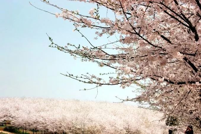 世界最大的樱花园,世界最大的樱花园在贵州吗