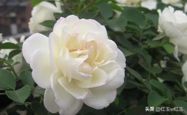 抗疫最新诗词绝句五言八句,抗疫诗词七绝十二句