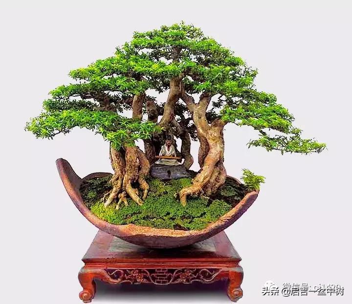 盆景对应季节,昼夜温差大对盆景有什么影响