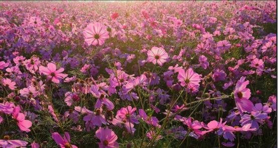 来义乌十几年没发现景色这么美,义乌值得去的自然景点