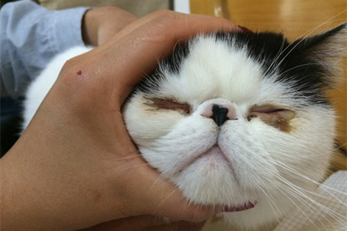 猫咪眼睛发炎怎么清理,猫咪眼睛反复发炎有分泌物