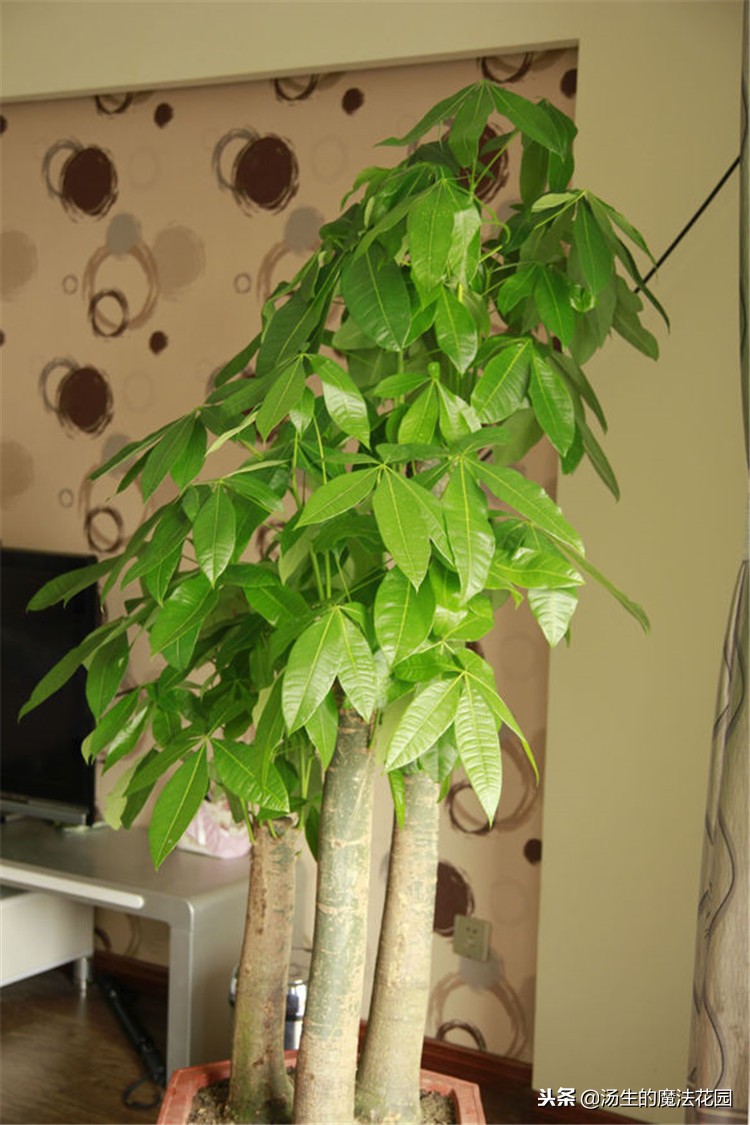 发财树叶子长白斑用什么药,发财树叶子长白斑怎么处理