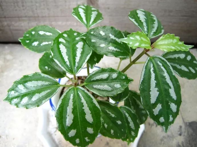 能吸甲醛的植物花卉,吸甲醛的十大植物有哪些