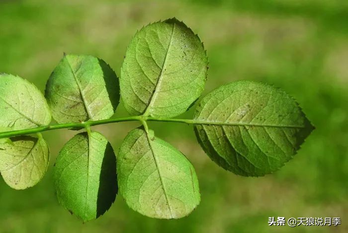 月季蚜虫红蜘蛛特效药,月季蚜虫蓟马怎么治理视频