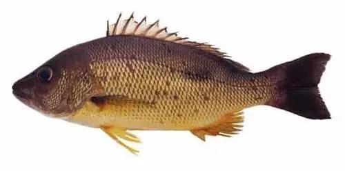 十种受欢迎的海鲜鱼类,最名贵的海鲜鱼类