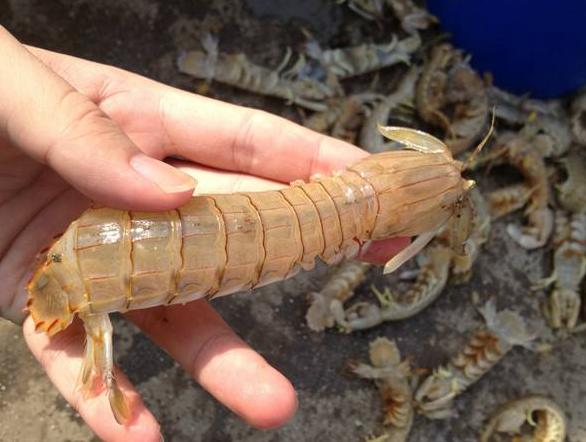 买皮皮虾别只傻傻挑大的！水产老板：看这3处，再也不怕“空壳”