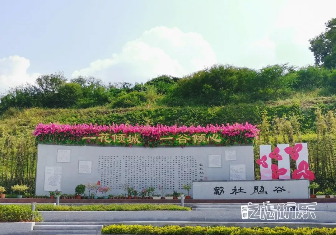 深圳最美簕杜鹃谷公园花海,宝安区花海赏花景点
