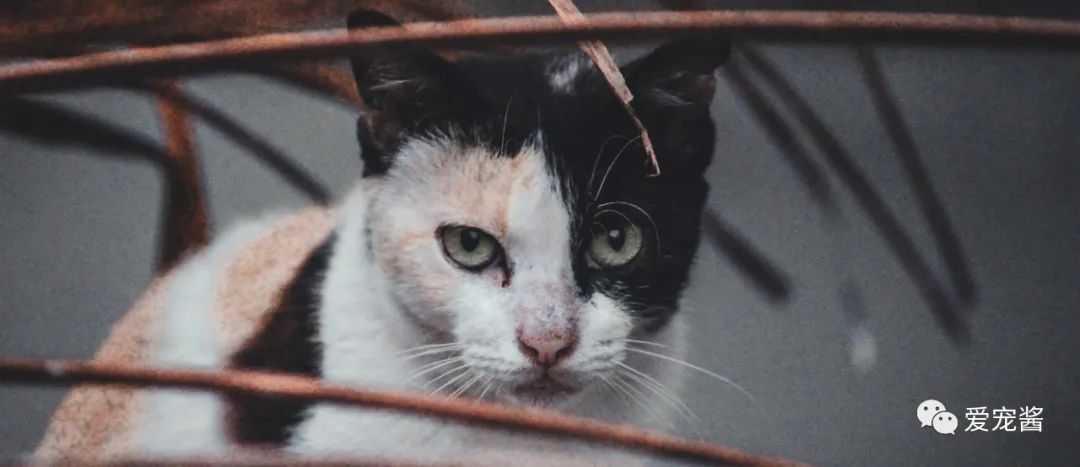 濡備綍鎿︽帀鐚挭娉棔,娌荤枟鐚挭娉棔鐨勮嵂