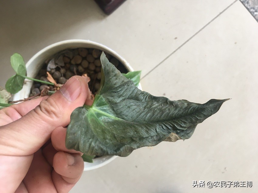 花烛叶子变黄是什么原因引起的,花烛叶片枯萎了怎么处理