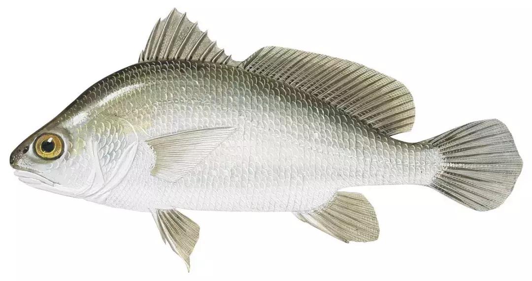 蜘蛛鱼胶品种价格,蜘蛛胶跟花胶