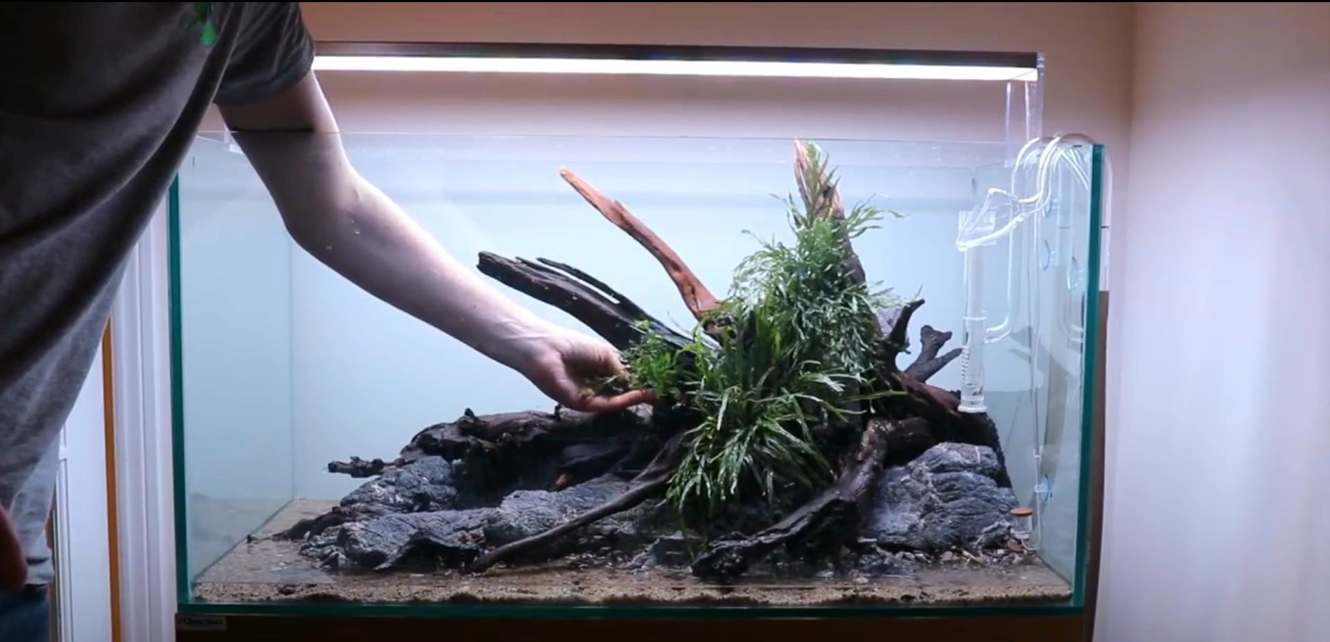 沉木草缸入门造景,50厘米草缸入门造景