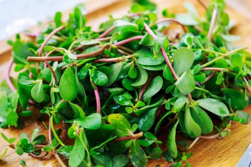 哪种野草可以治湿疹有效,湿疹痒时用冷水止痒