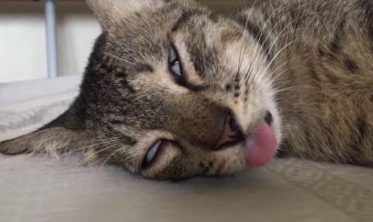 猫咪做梦抽搐,猫咪睡着了抽搐是在做梦吗