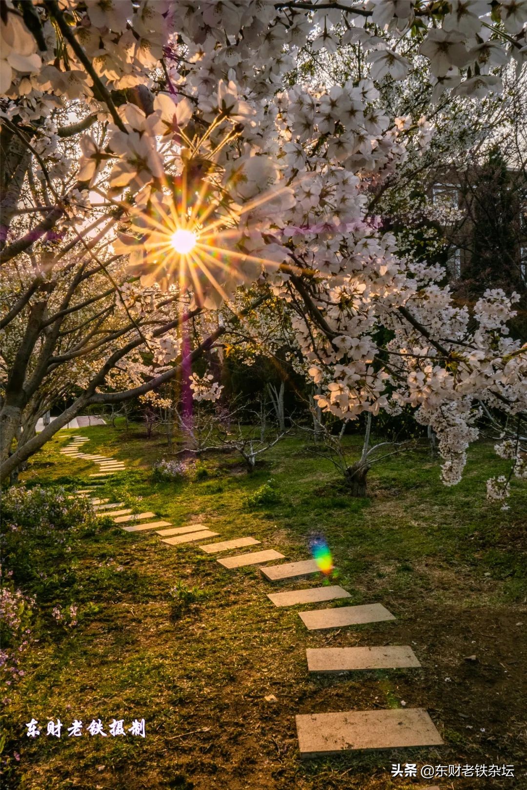 网红美景,网红一棵树樱花园
