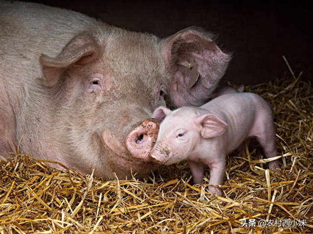 针对母猪产后“三联症”这里有妙招