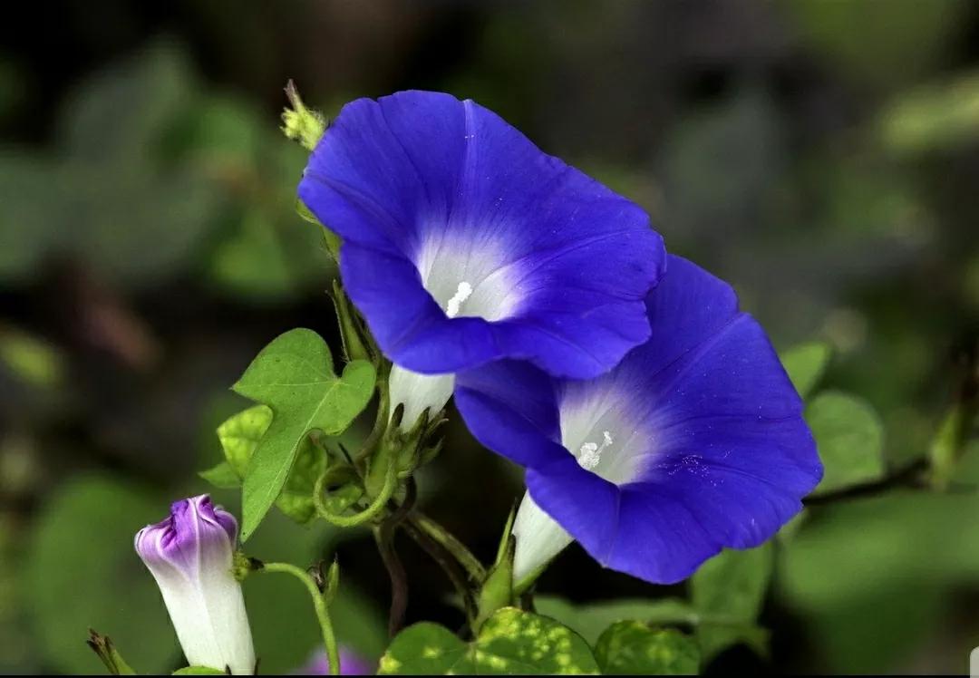 奇葩造型花：头上长草，心中有鬼，白月光。白天不开你非要晚上开