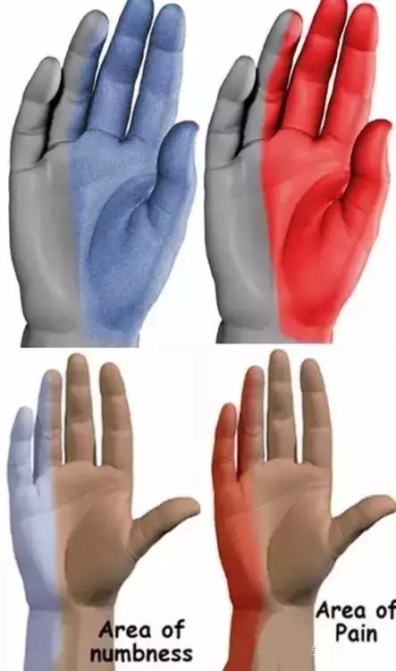 面神经分布图片大全,怎么记住面神经分布