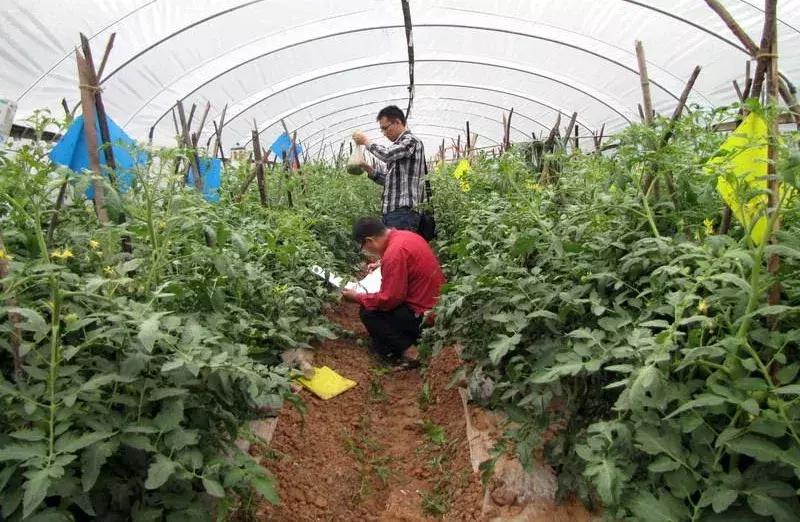 最全杀虫剂用药指南,二十种常用杀虫剂全介绍