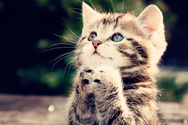 夏天猫咪独自在家如何让猫咪凉快,猫咪夏天热怎么降温科普