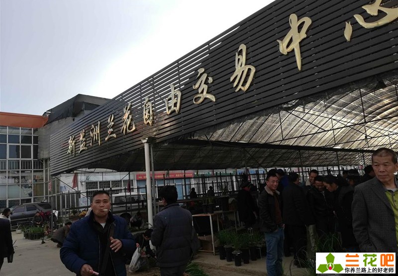 现在兰花有特别贵的吗,兰花各种种类的价格