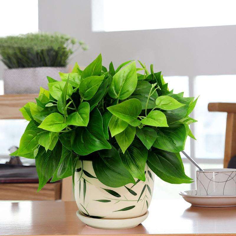 绿萝插扦20多天也没长新枝,绿萝两个月能爆盆吗