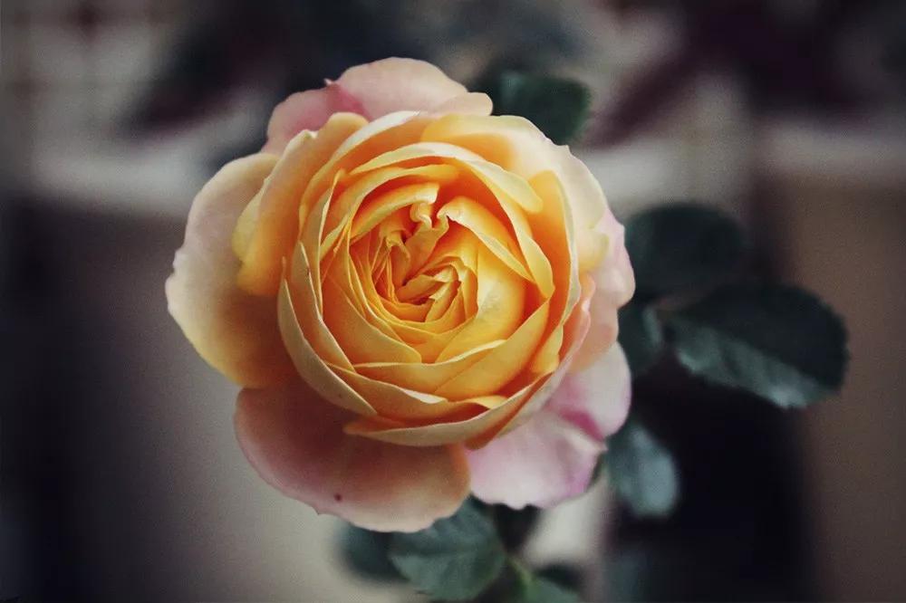 花店必备的5款玫瑰,鲜花图鉴一次性认识30种玫瑰花