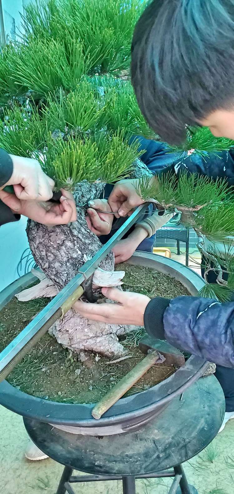 金奖精品黑松盆景 (日本国风展黑松盆景高清图)