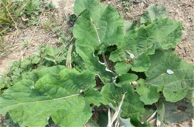 牛蒡的种植技术和产量,种牛蒡产量