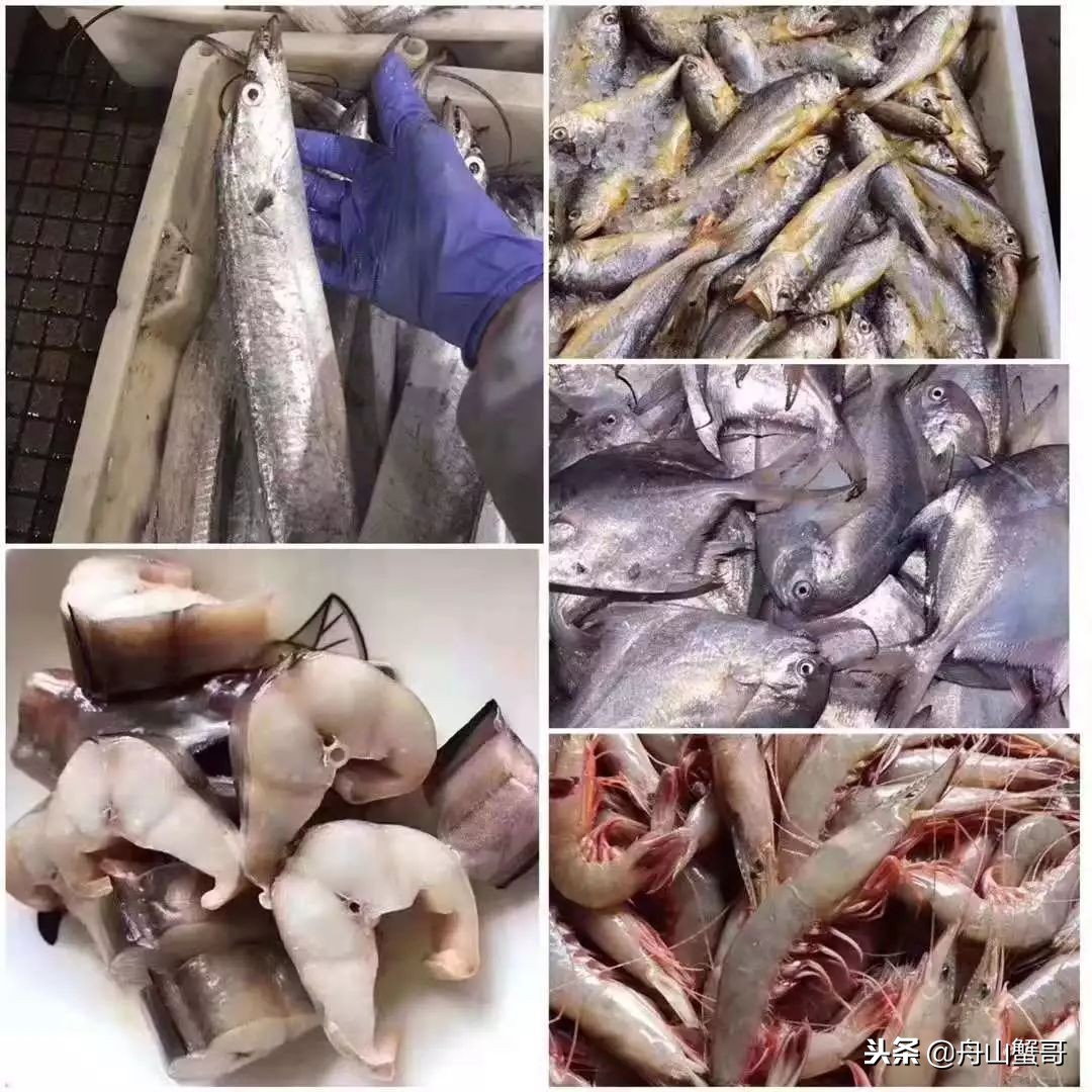 舟山雷达网带鱼250一斤,舟山雷达网带鱼捕捞