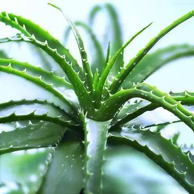 养花新手老养死花,献给那些总把花养死的人