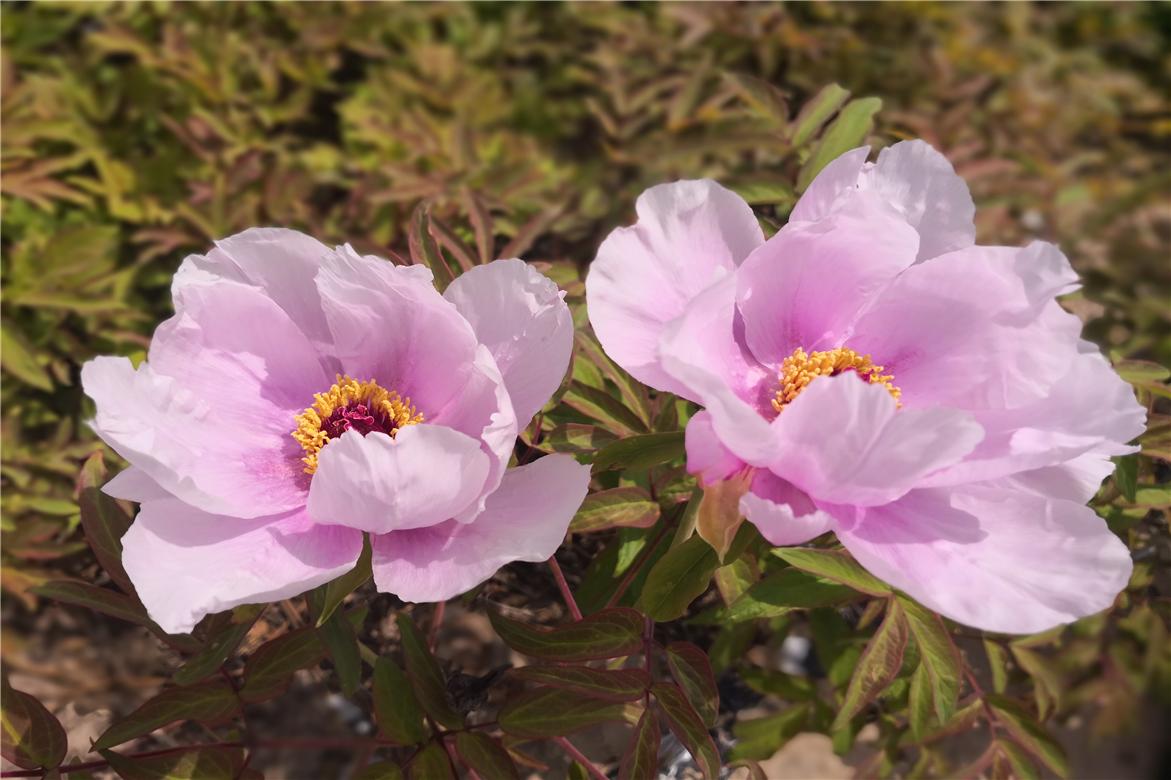 哆啦a梦大雄跟小哆啦抢年糕吃,朵拉与大雄全集免费观看完整版