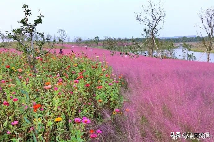 无锡哪里有粉黛乱子草,惠山古镇赏菊花