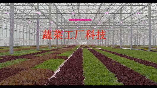 种植温室大棚一亩多少钱,四川玻璃温室大棚多少钱一平方米