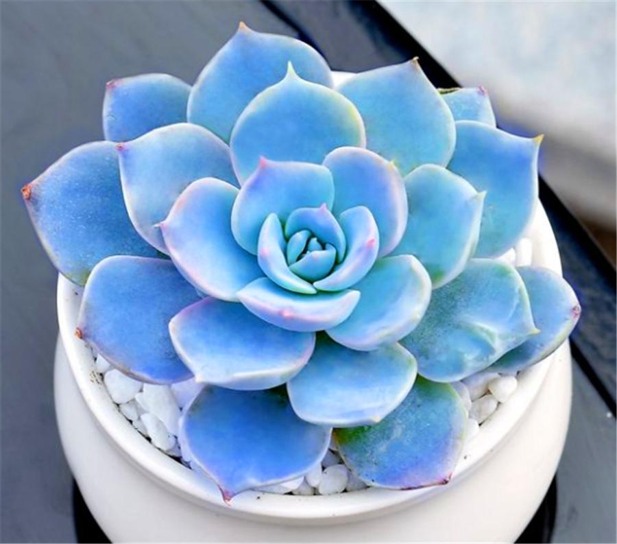 蓝石莲多肉度夏怎么养,蓝石莲耐寒多少度