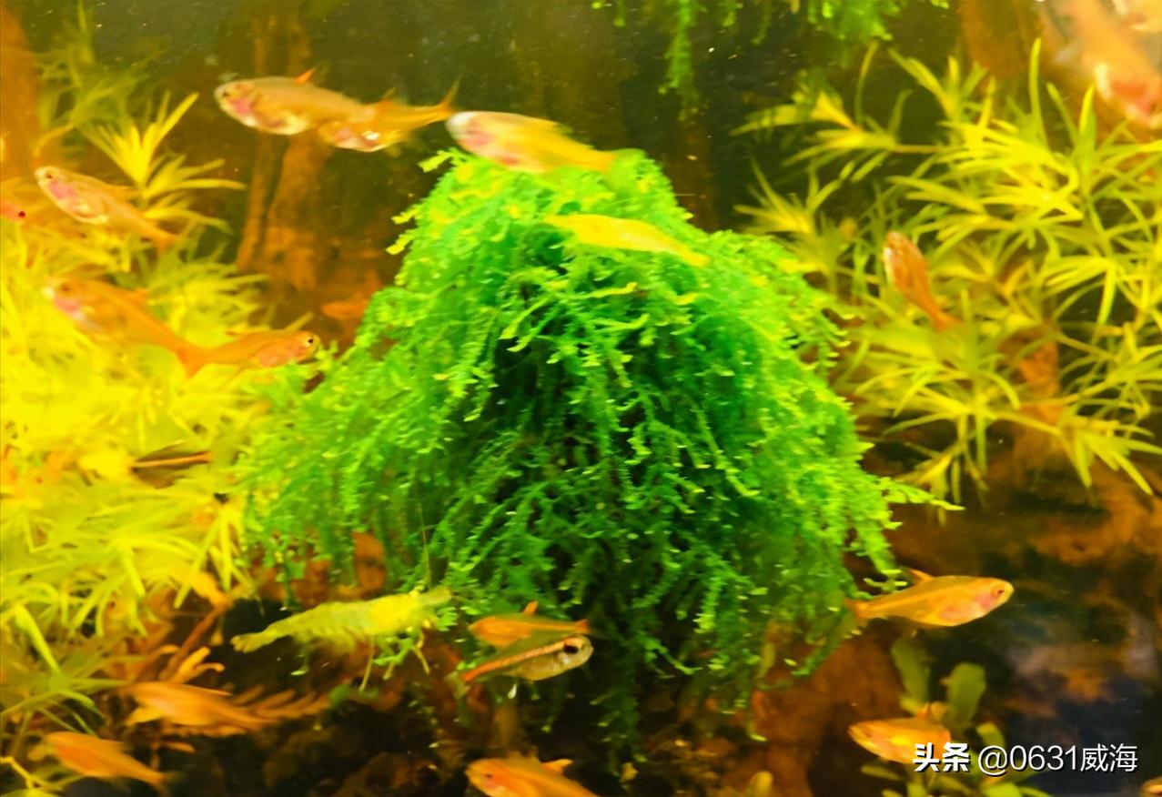 孔雀鱼小崽多久不死就算稳定了,孔雀鱼小崽怎么养才不会死