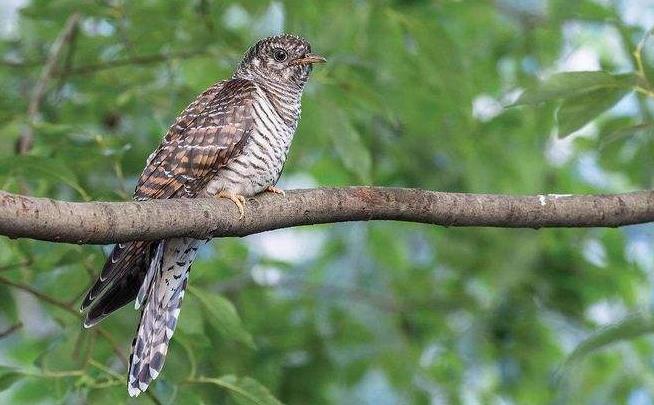 高清童年常见飞禽篇(值得珍藏)